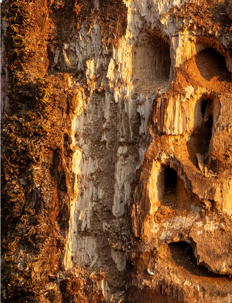 Extract from Ash Bark