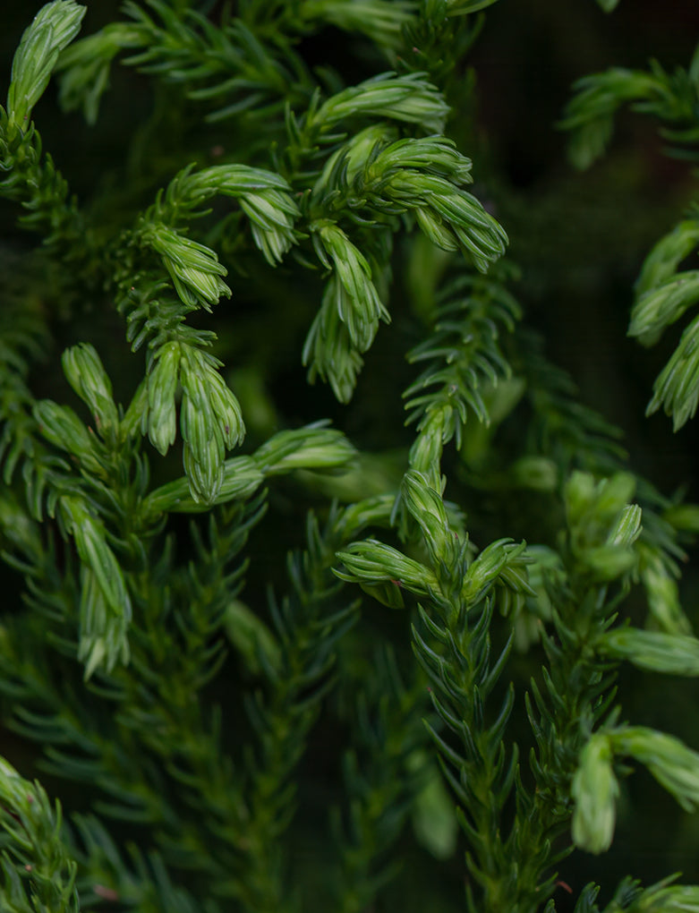 Japanese cedar bud extract