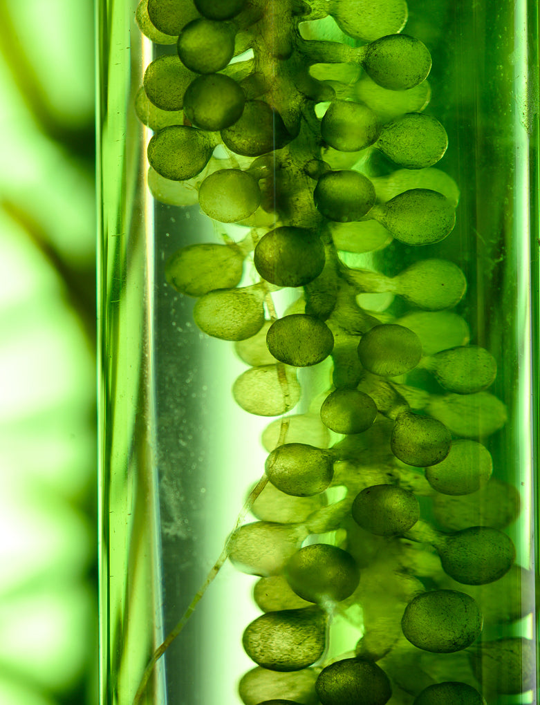 Chlorella Vulgaris extract