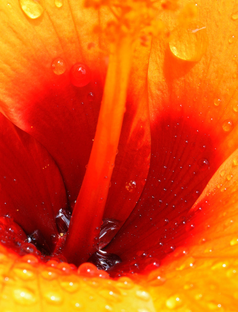Hibiscus flower extract