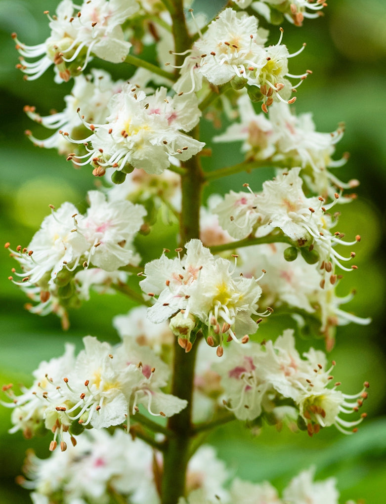 Horse Chestnut Flower Extract