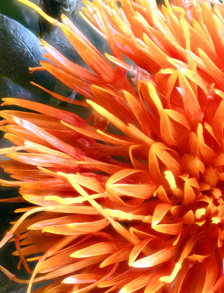 Safflower oil